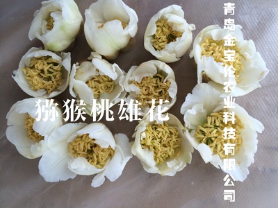 猕猴桃花粉